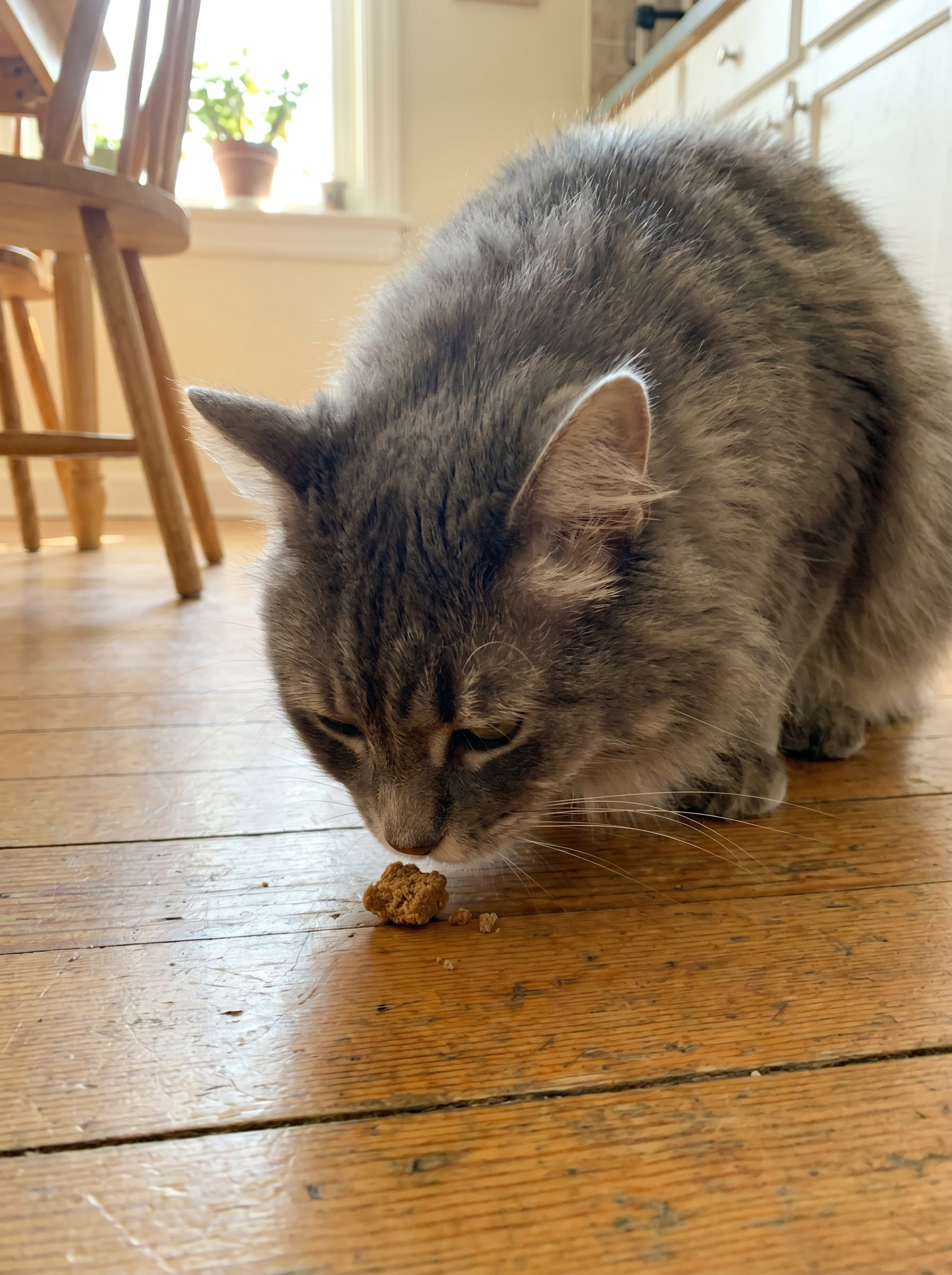 De kieskeurige kat: zo gaat een lekker supplementje er toch vlot in