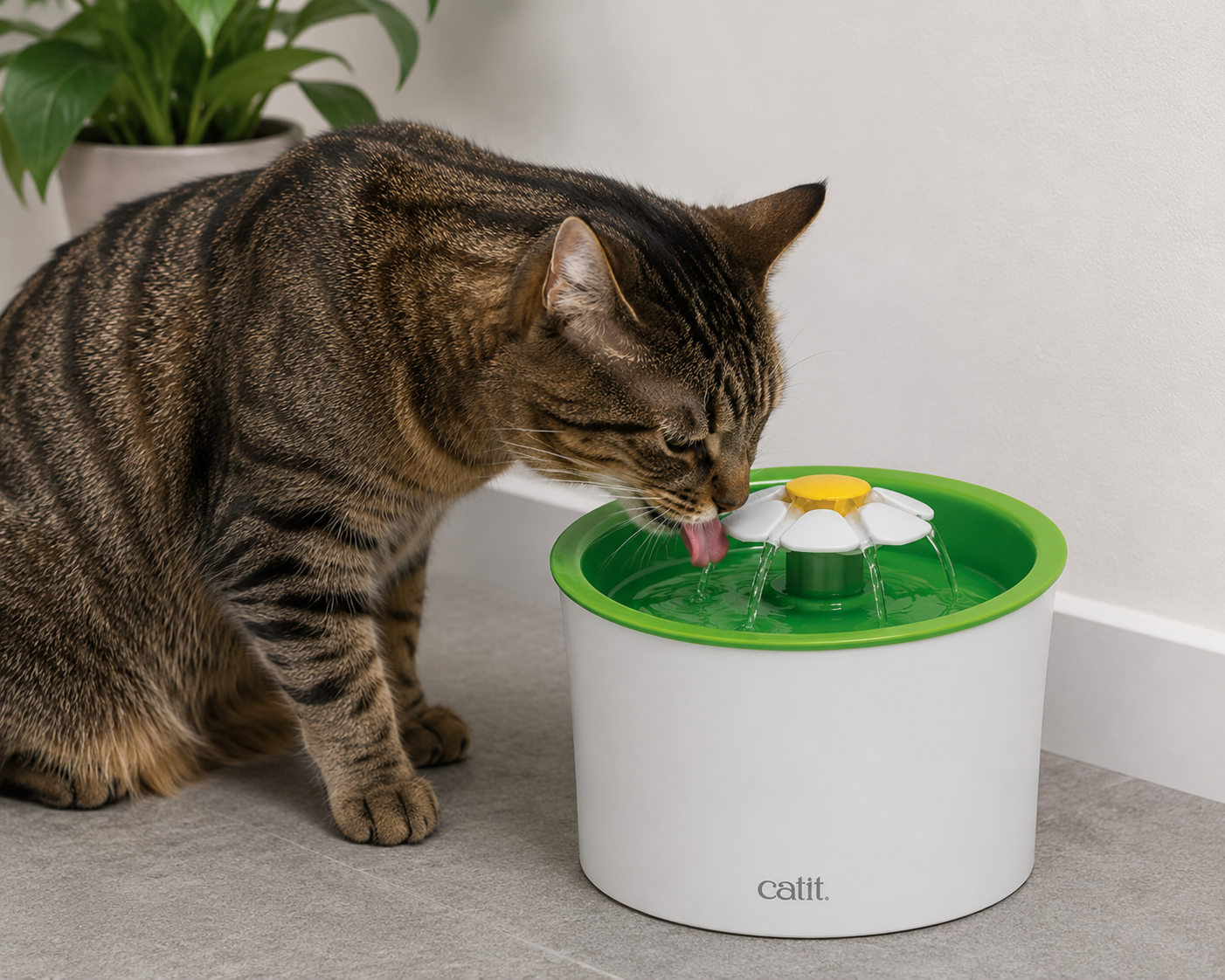 Blaas- en nierproblemen bij katten: oorzaken, signalen en wat je zelf kan doen