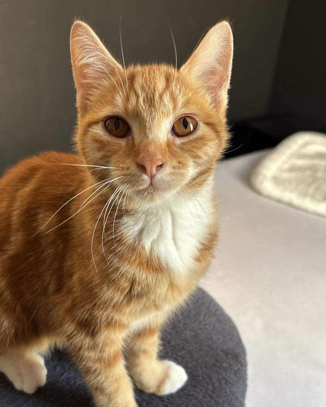 Kattensupplement: wat is het, wat doet het en wanneer heeft je kat het nodig?